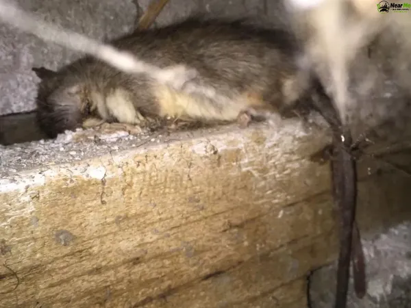 Dead Rat Removal Pullenvale